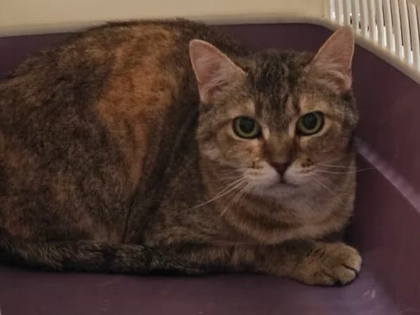 Misha, female young European Shorthair for adoption at Centro de Proteccion Animal de Madrid, Madrid