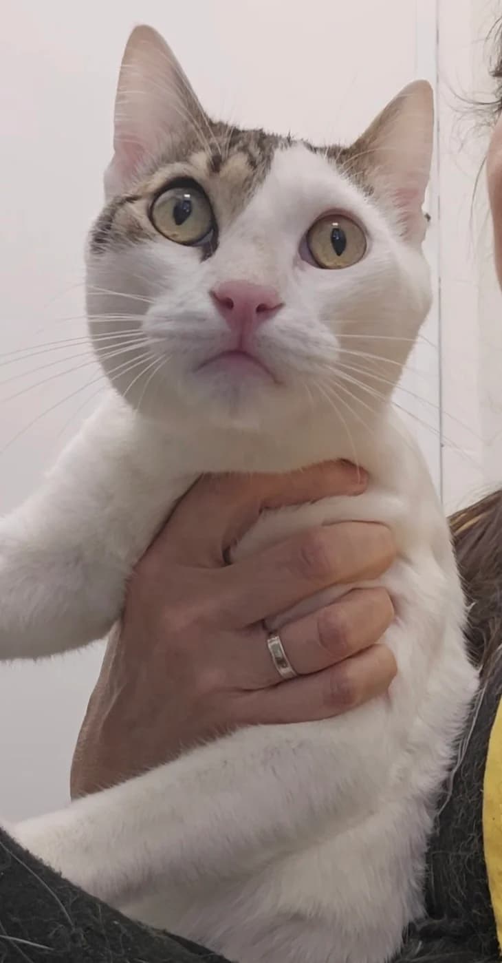 GrisΓΊ, male young European Shorthair for adoption at Centro de Proteccion Animal de Madrid, Madrid
