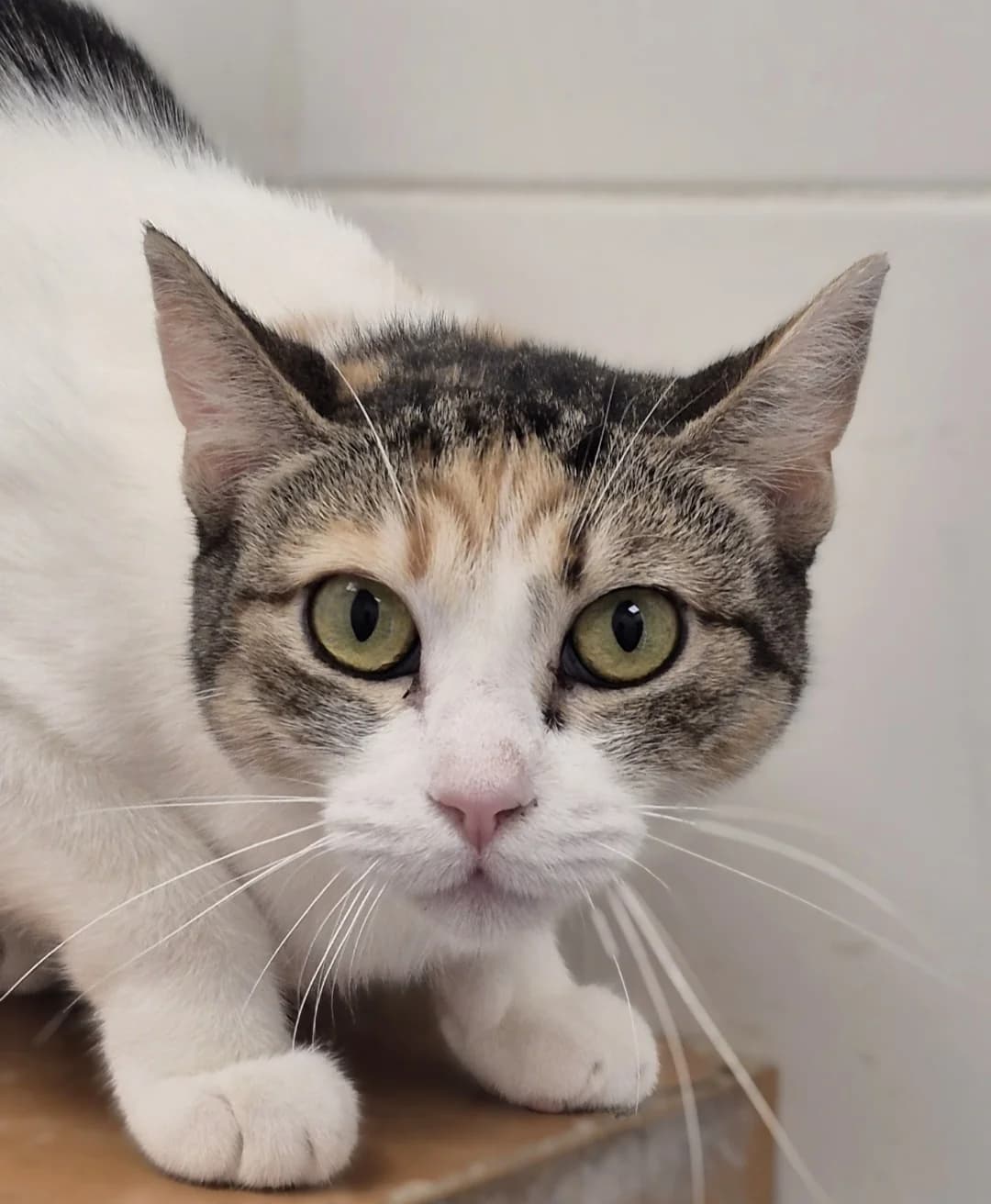 Torbie, European Shorthair for adoption at Centro de Proteccion Animal de Madrid, Madrid