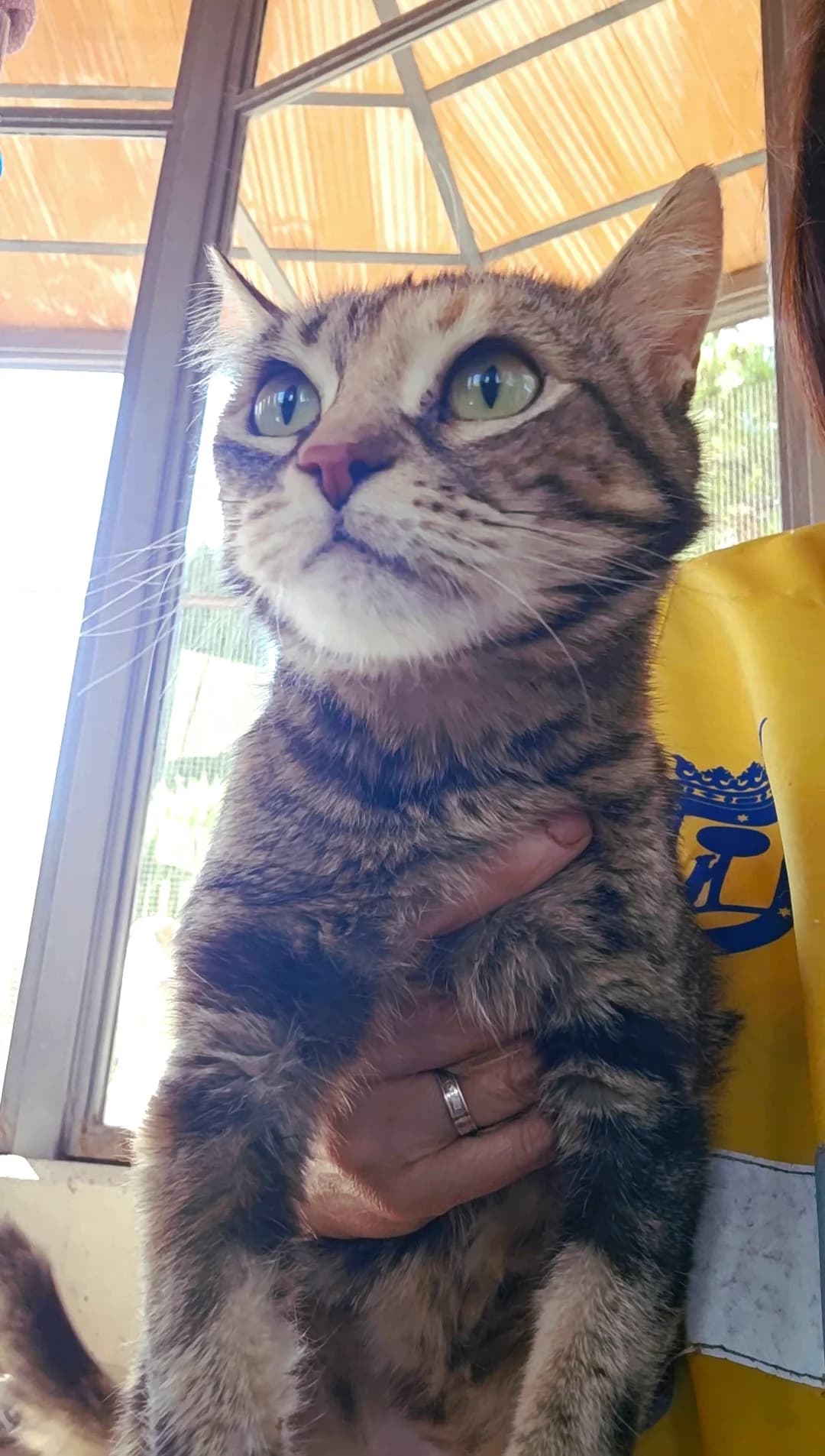 Gaia, female 4yo European Shorthair for adoption at Centro de Proteccion Animal de Madrid, Madrid