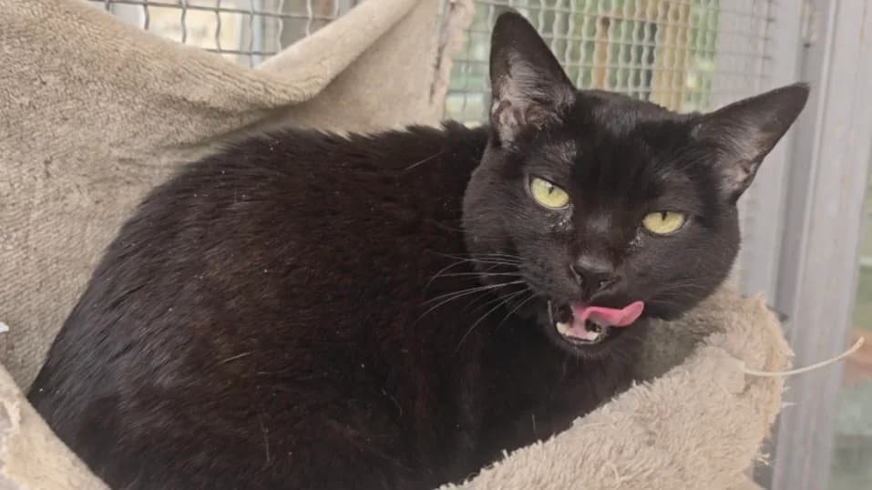 Cosmos, male senior European Shorthair for adoption at Centro de Proteccion Animal de Madrid, Madrid