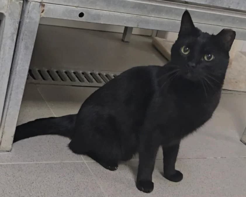Selva, 3yo European Shorthair for adoption at Centro de Proteccion Animal de Madrid, Madrid