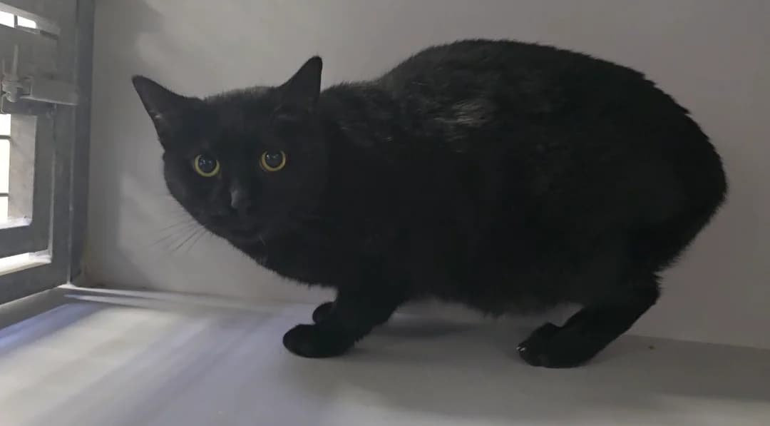 Jade, 3yo European Shorthair for adoption at Centro de Proteccion Animal de Madrid, Madrid