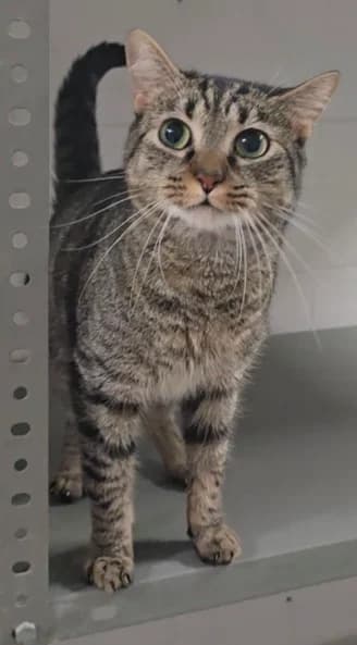 Lince, 3yo European Shorthair for adoption at Centro de Proteccion Animal de Madrid, Madrid