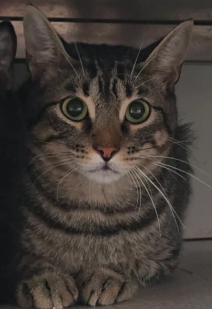 Cesar, 3yo European Shorthair for adoption at Centro de Proteccion Animal de Madrid, Madrid