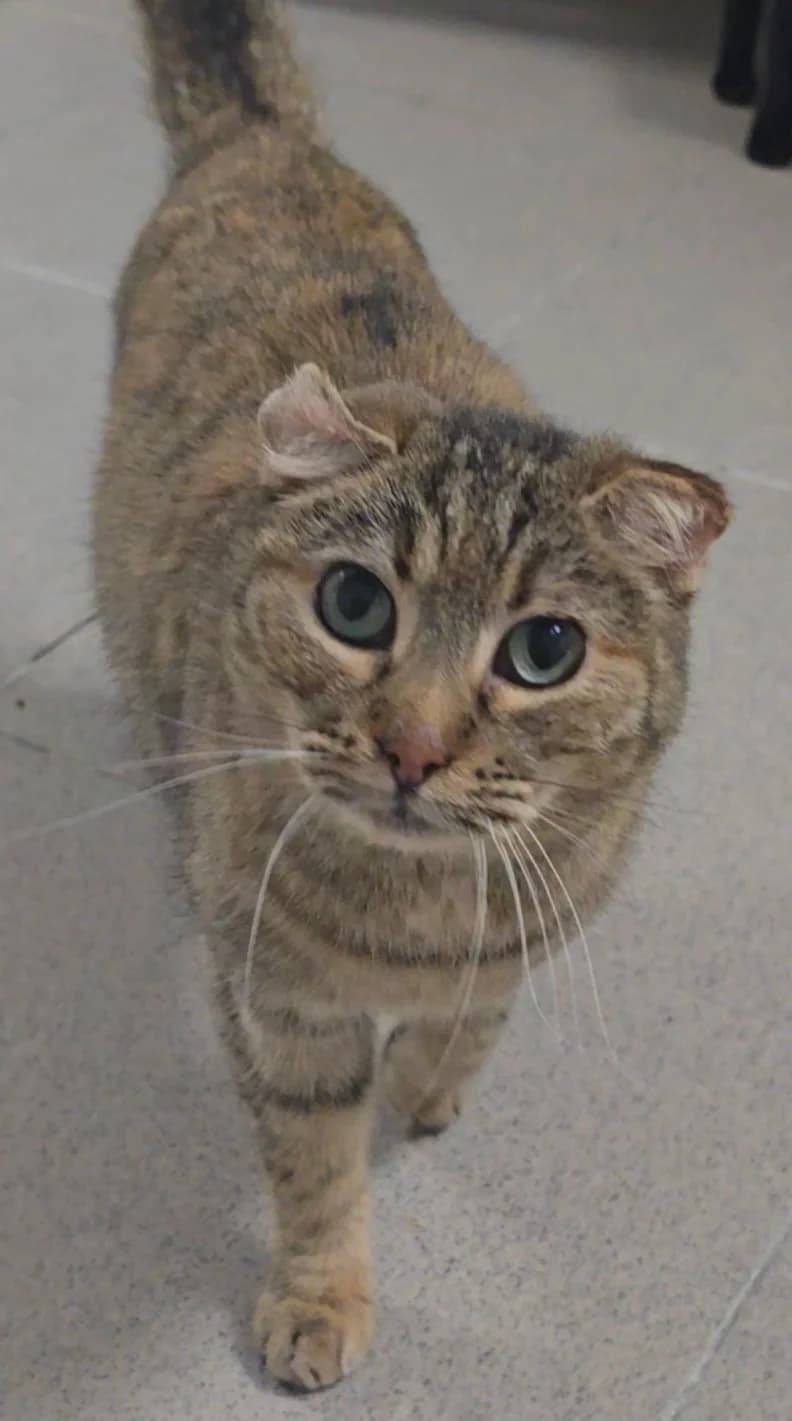 Toscana, 3yo European Shorthair for adoption at Centro de Proteccion Animal de Madrid, Madrid
