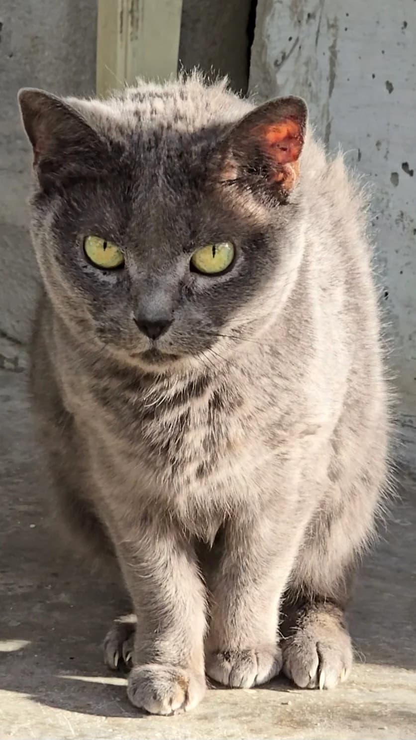 Sasha, female senior Russian Blue for adoption at Centro de Proteccion Animal de Madrid, Madrid
