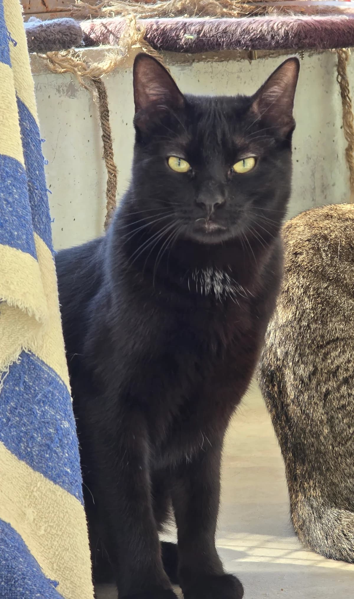 Pluto, male 3yo European Shorthair for adoption at Centro de Proteccion Animal de Madrid, Madrid