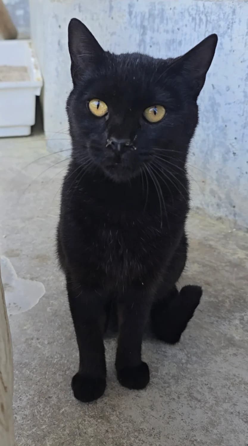 Sabrina, young European Shorthair for adoption at Centro de Proteccion Animal de Madrid, Madrid