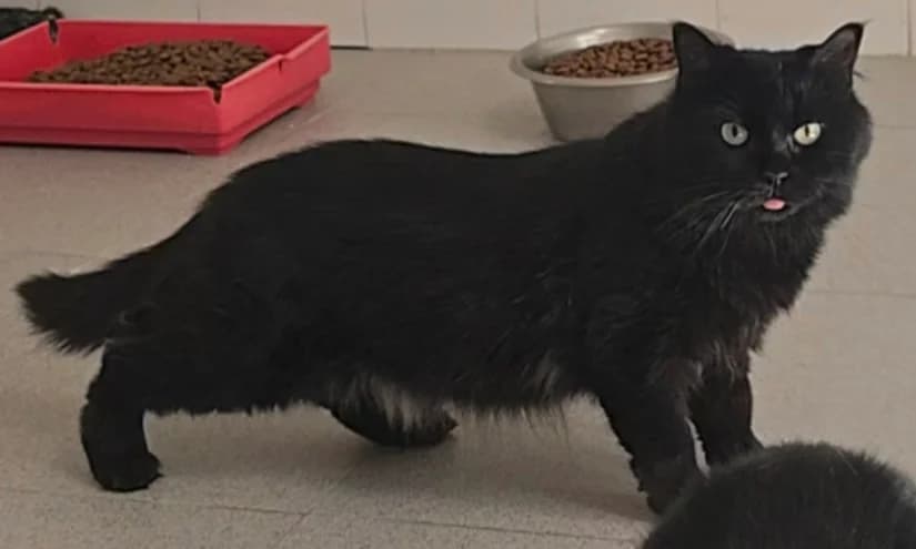 Boira, female young European Shorthair for adoption at Centro de Proteccion Animal de Madrid, Madrid