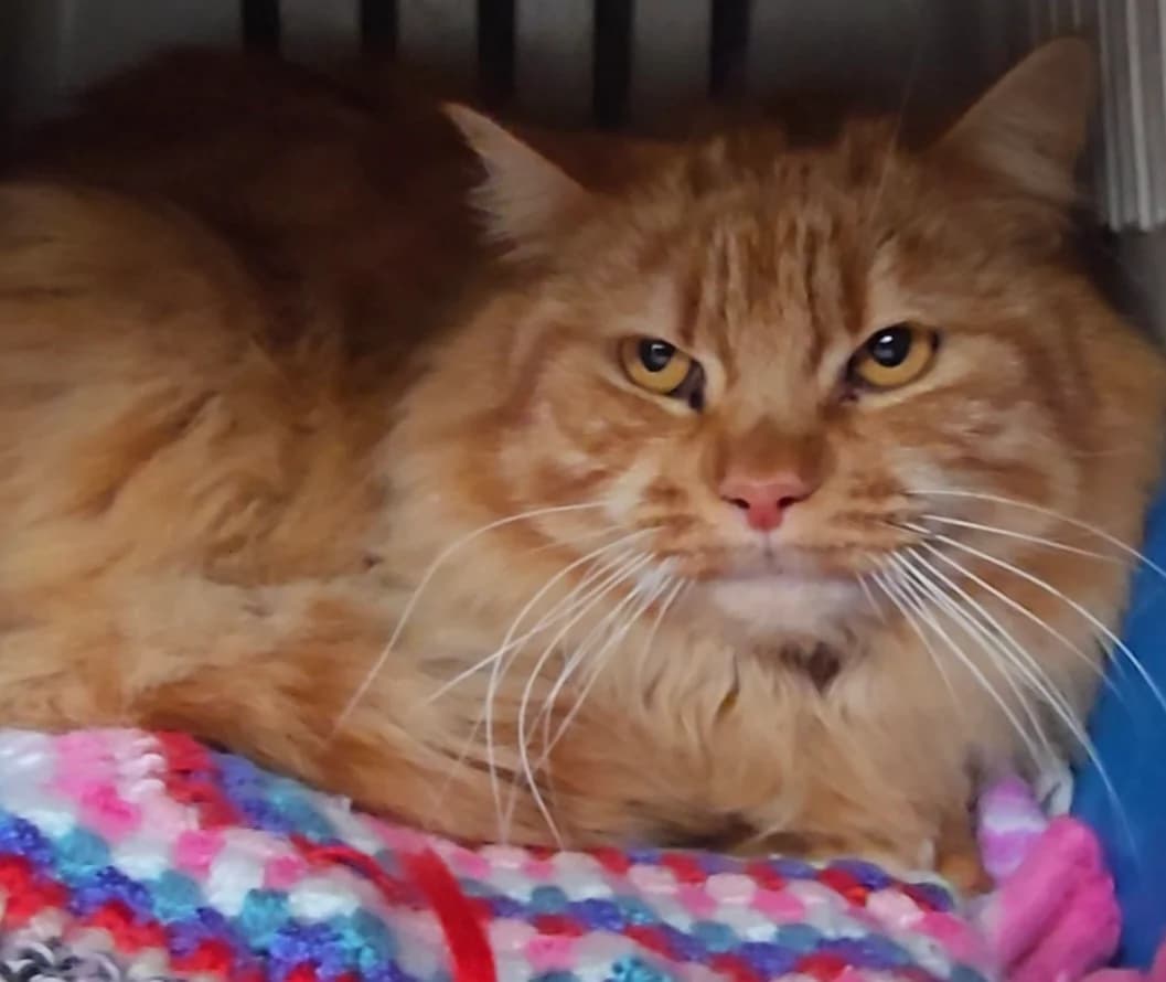 Pomelo, male 4yo European Shorthair for adoption at Centro de Proteccion Animal de Madrid, Madrid