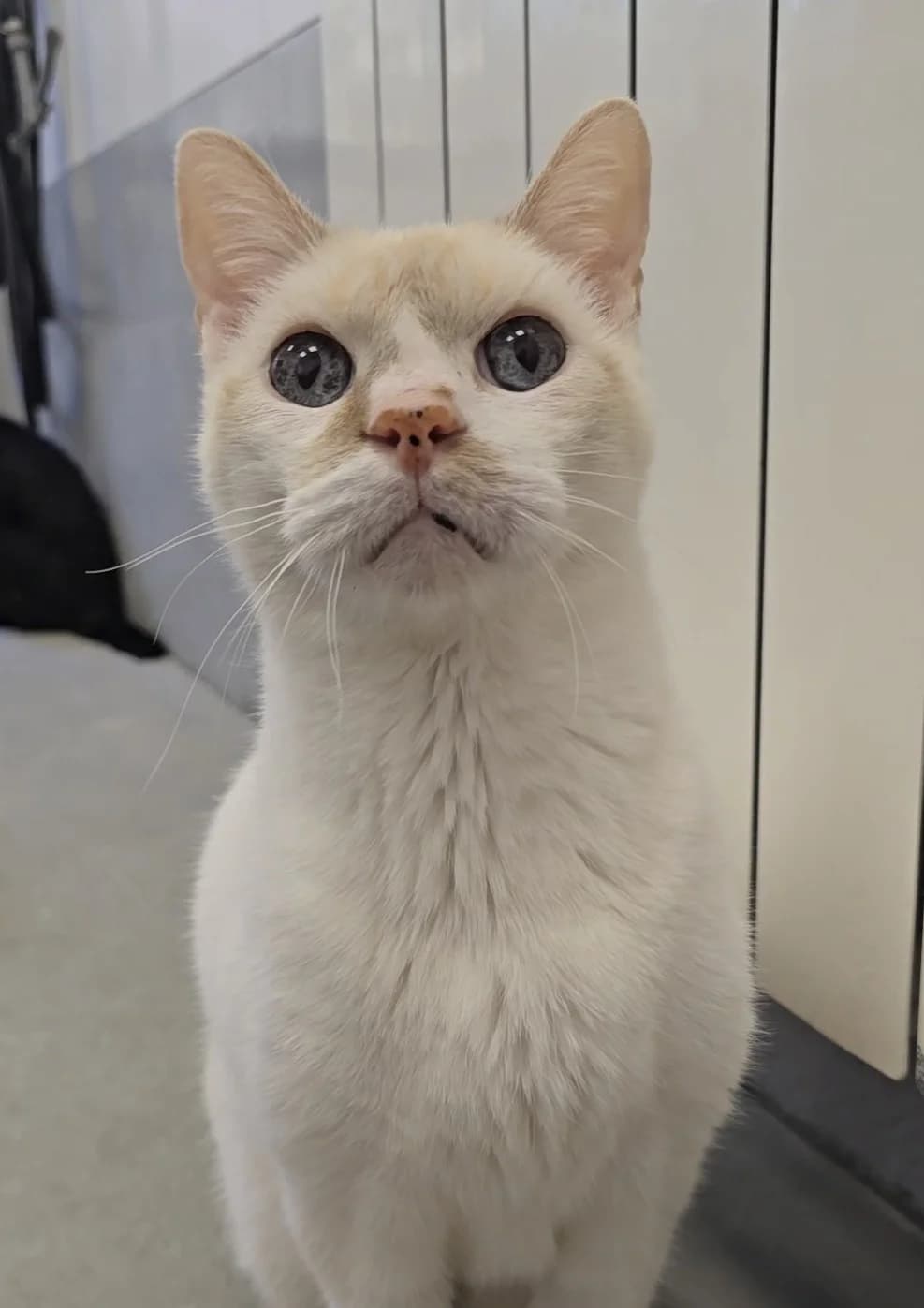Casper, male senior European Shorthair for adoption at Centro de Proteccion Animal de Madrid, Madrid