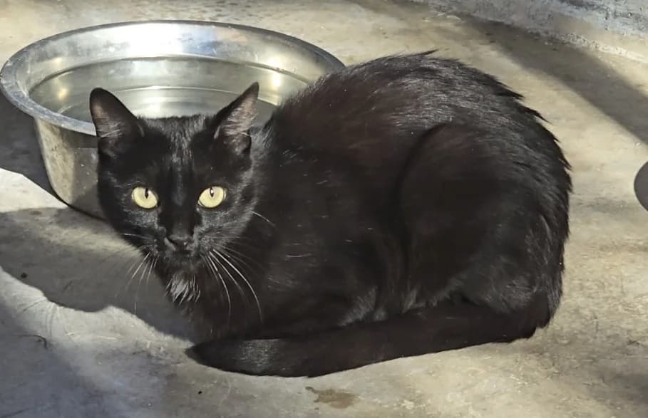 Jiji, female young European Shorthair for adoption at Centro de Proteccion Animal de Madrid, Madrid