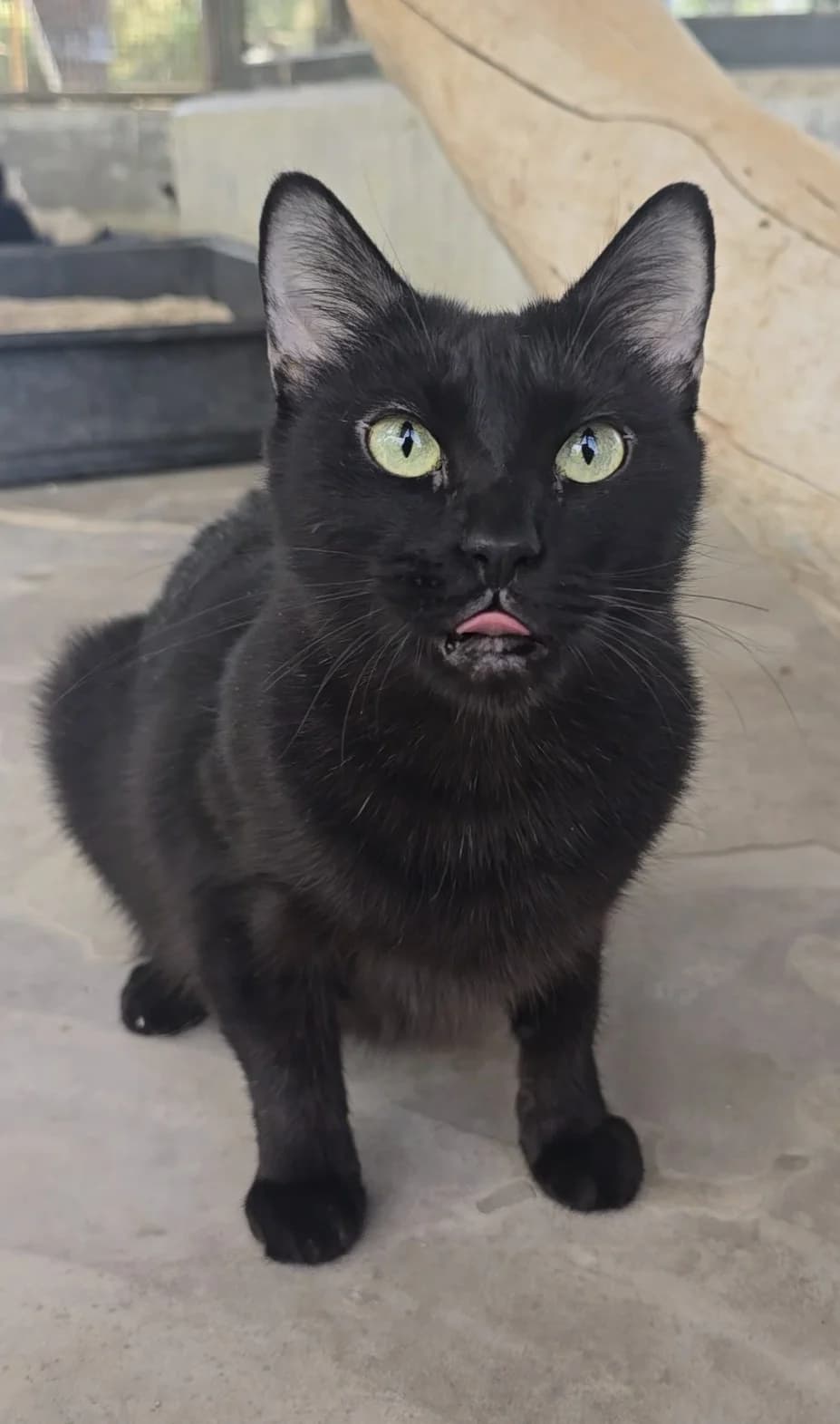 Luna, senior European Shorthair for adoption at Centro de Proteccion Animal de Madrid, Madrid
