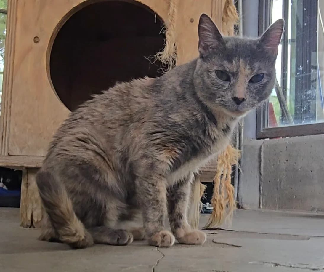 Misty, young European Shorthair for adoption at Centro de Proteccion Animal de Madrid, Madrid
