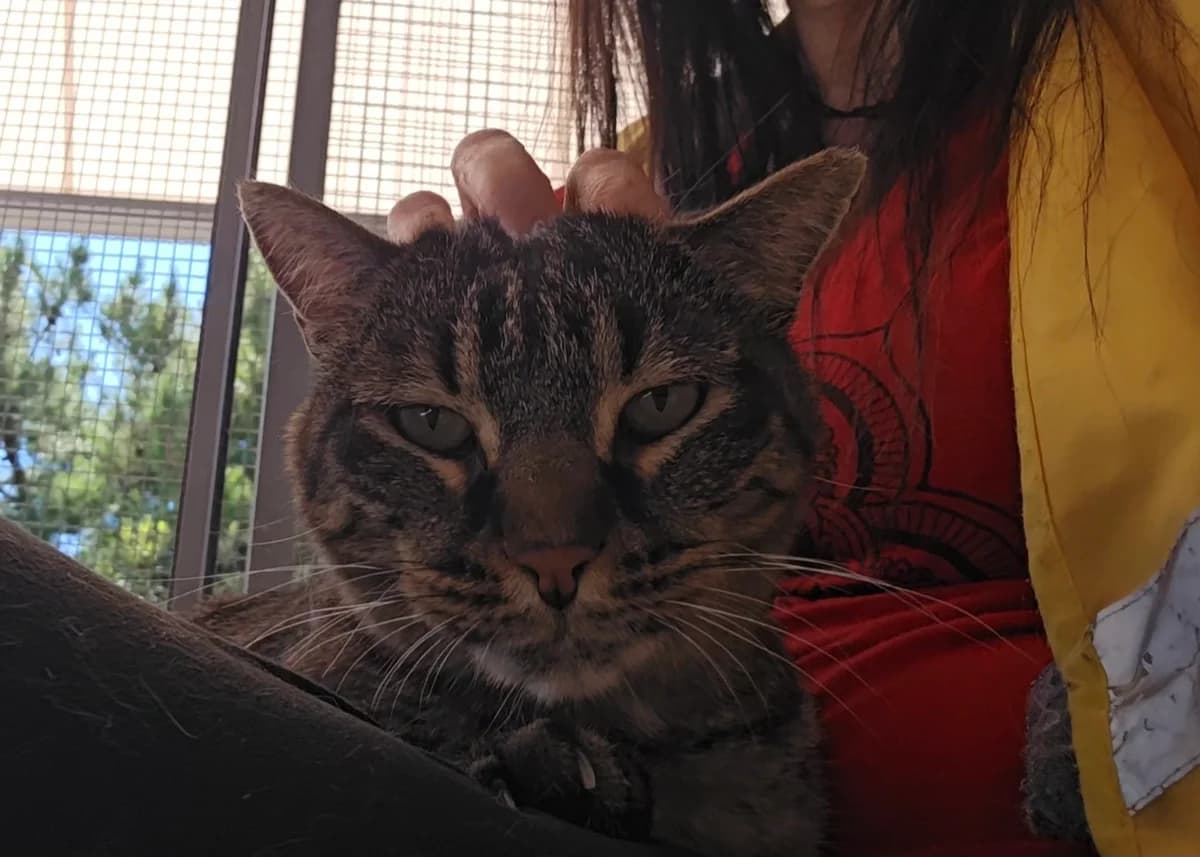 Tigretón, male senior European Shorthair for adoption at Centro de Proteccion Animal de Madrid, Madrid