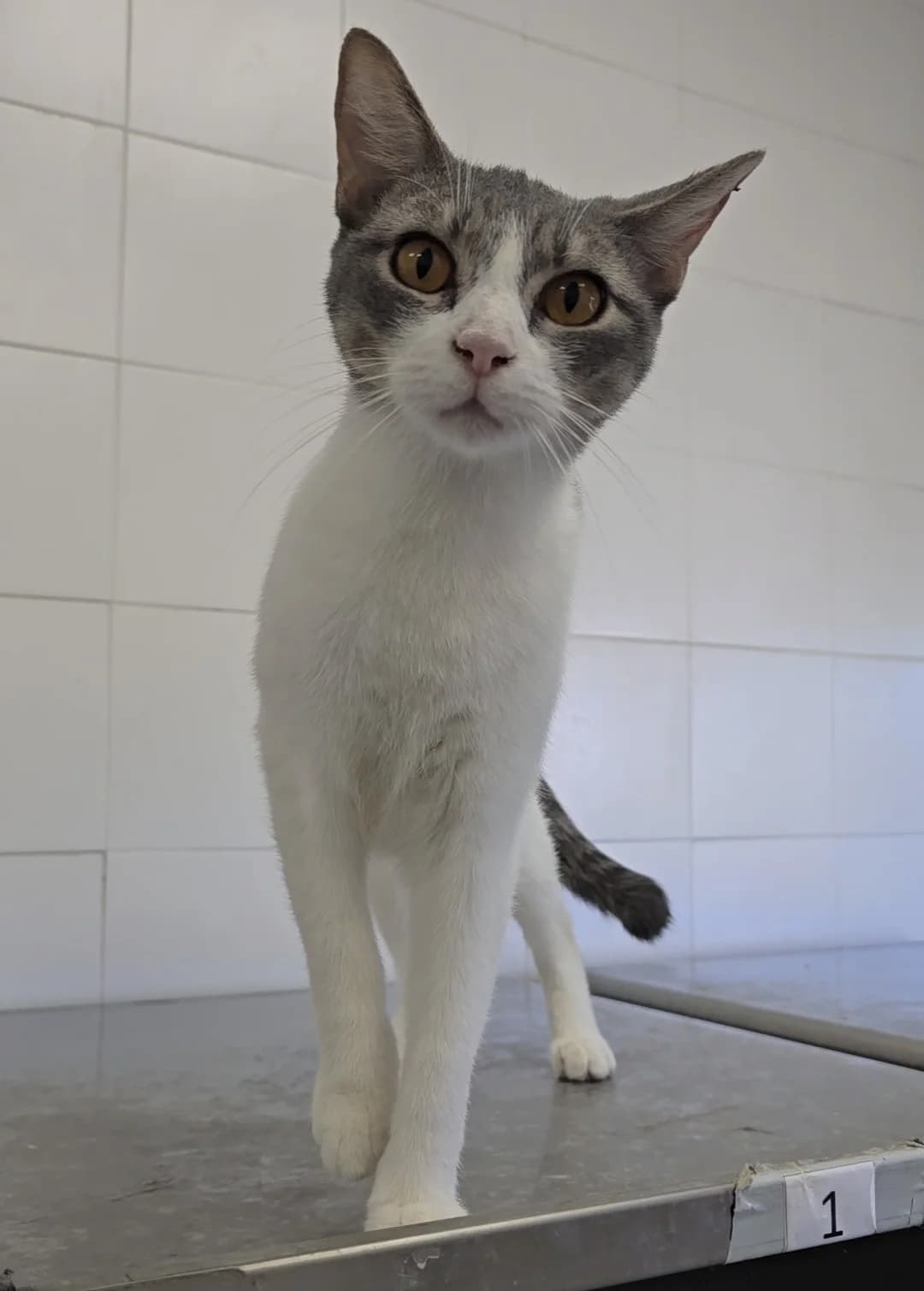 Marte, male 3yo European Shorthair for adoption at Centro de Proteccion Animal de Madrid, Madrid