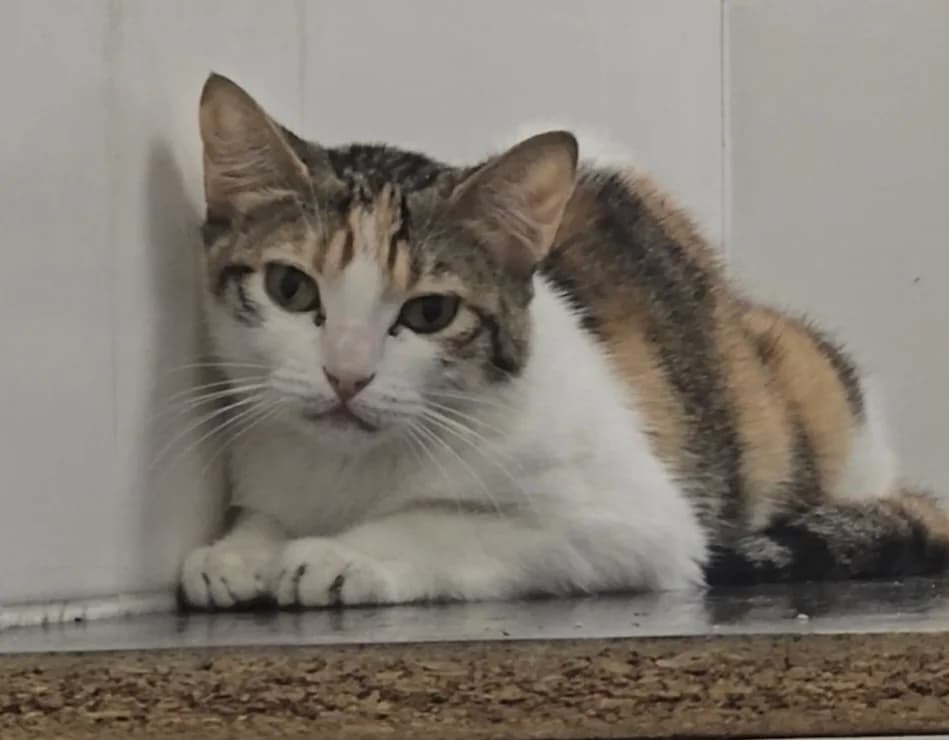 Picassa, European Shorthair for adoption at Centro de Proteccion Animal de Madrid, Madrid