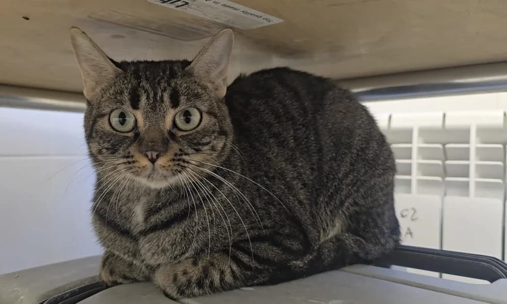 Rocco, European Shorthair for adoption at Centro de Proteccion Animal de Madrid, Madrid