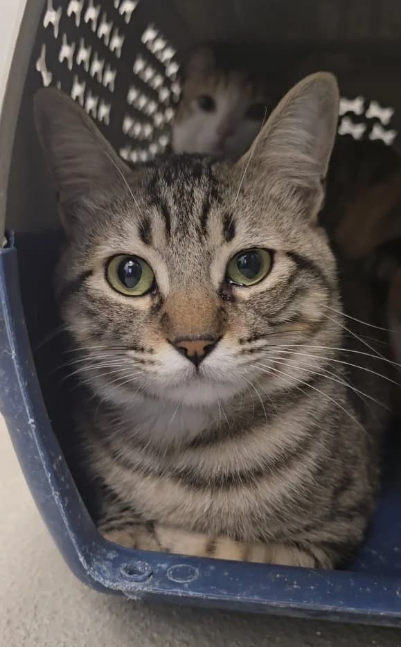 Rajah, European Shorthair for adoption at Centro de Proteccion Animal de Madrid, Madrid