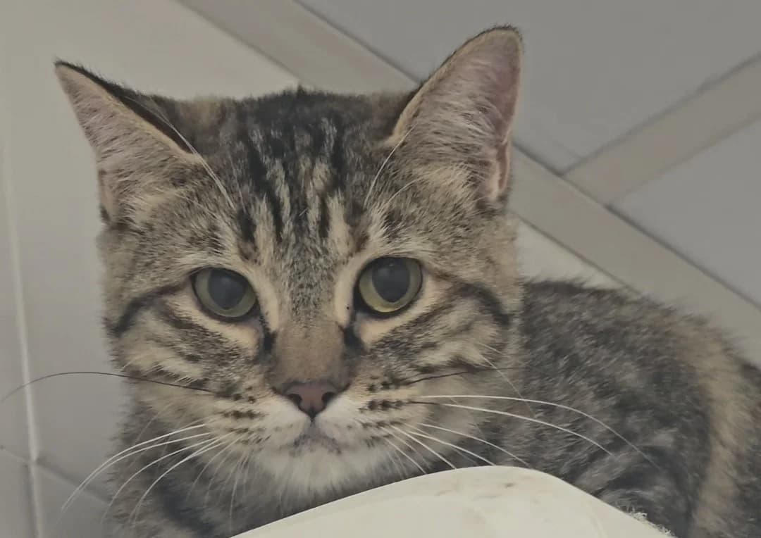 Lira, European Shorthair for adoption at Centro de Proteccion Animal de Madrid, Madrid