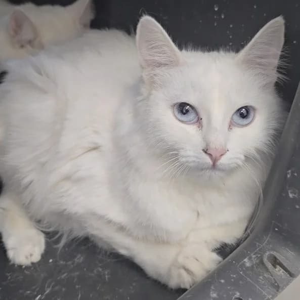 Eyra, female European Shorthair for adoption at Centro de Proteccion Animal de Madrid, Madrid