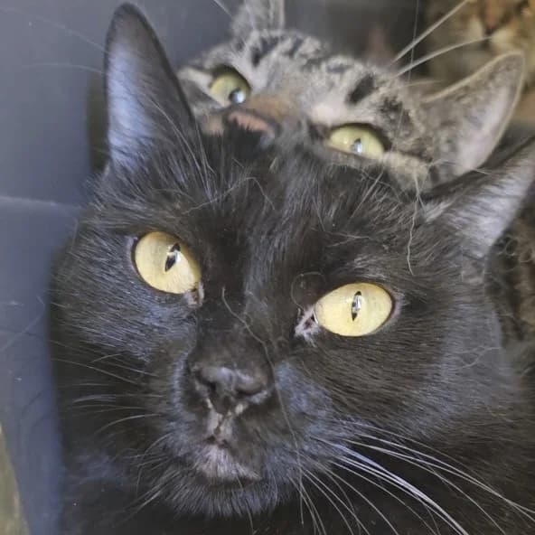 Babel, European Shorthair for adoption at Centro de Proteccion Animal de Madrid, Madrid