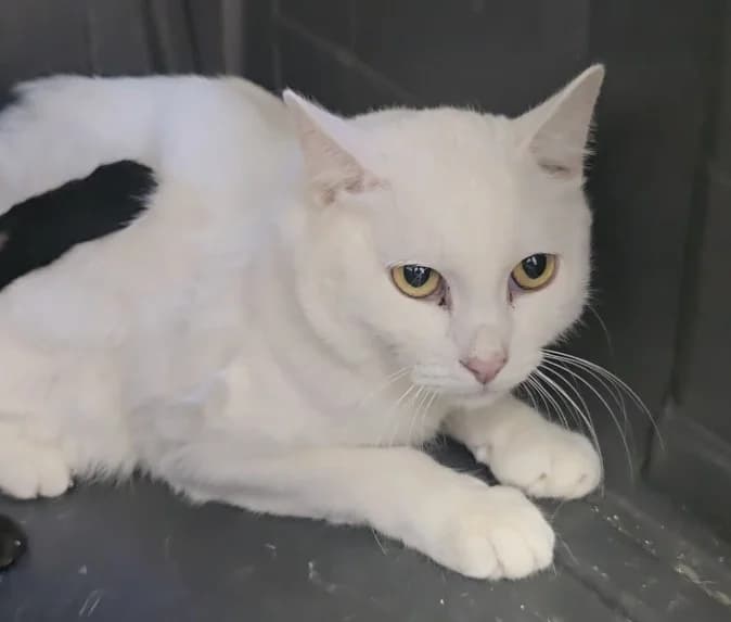 Yeti, European Shorthair for adoption at Centro de Proteccion Animal de Madrid, Madrid