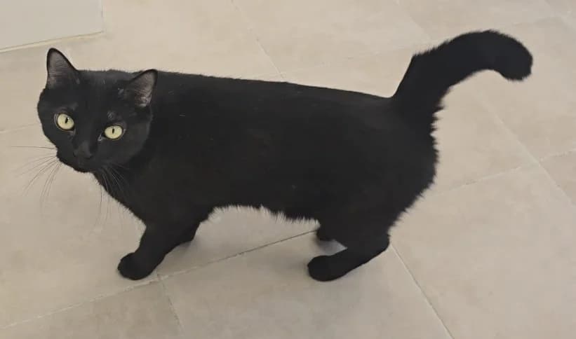 Buda, European Shorthair for adoption at Centro de Proteccion Animal de Madrid, Madrid