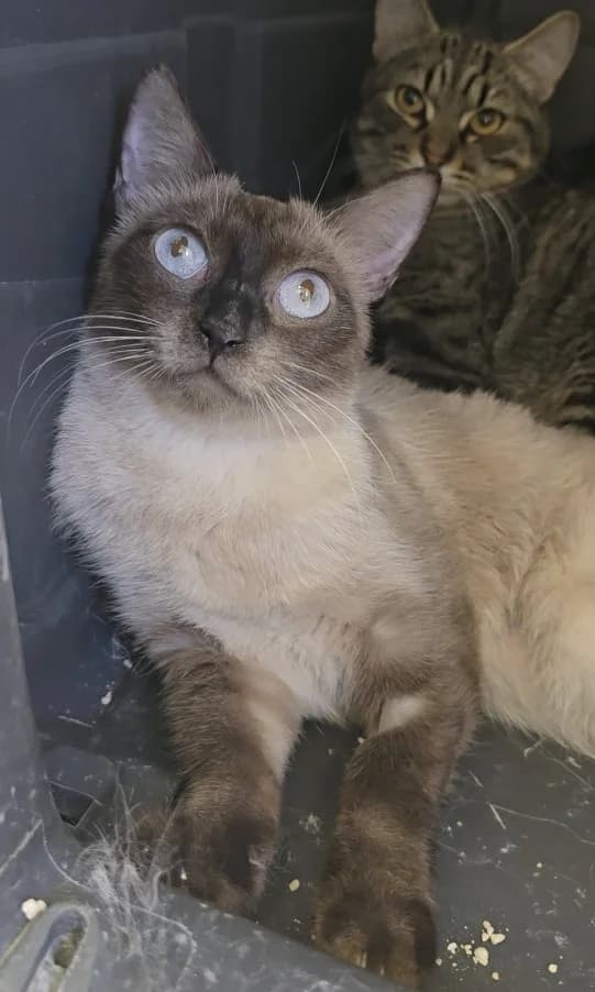 Siam, mixed breed for adoption at Centro de Proteccion Animal de Madrid, Madrid
