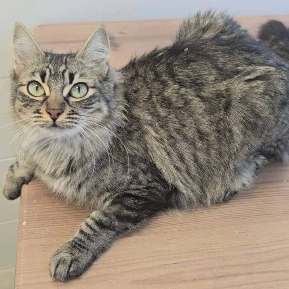 Osa, female European Shorthair for adoption at Centro de Proteccion Animal de Madrid, Madrid