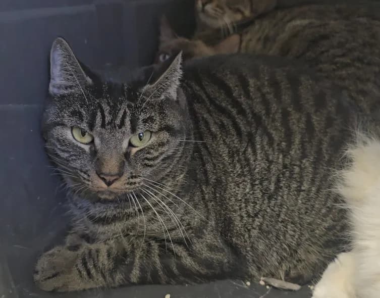 Kenzo, European Shorthair for adoption at Centro de Proteccion Animal de Madrid, Madrid