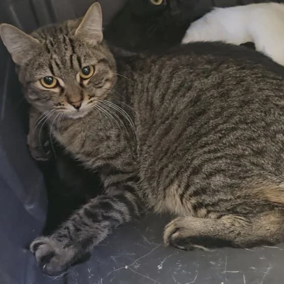 Bono, European Shorthair for adoption at Centro de Proteccion Animal de Madrid, Madrid