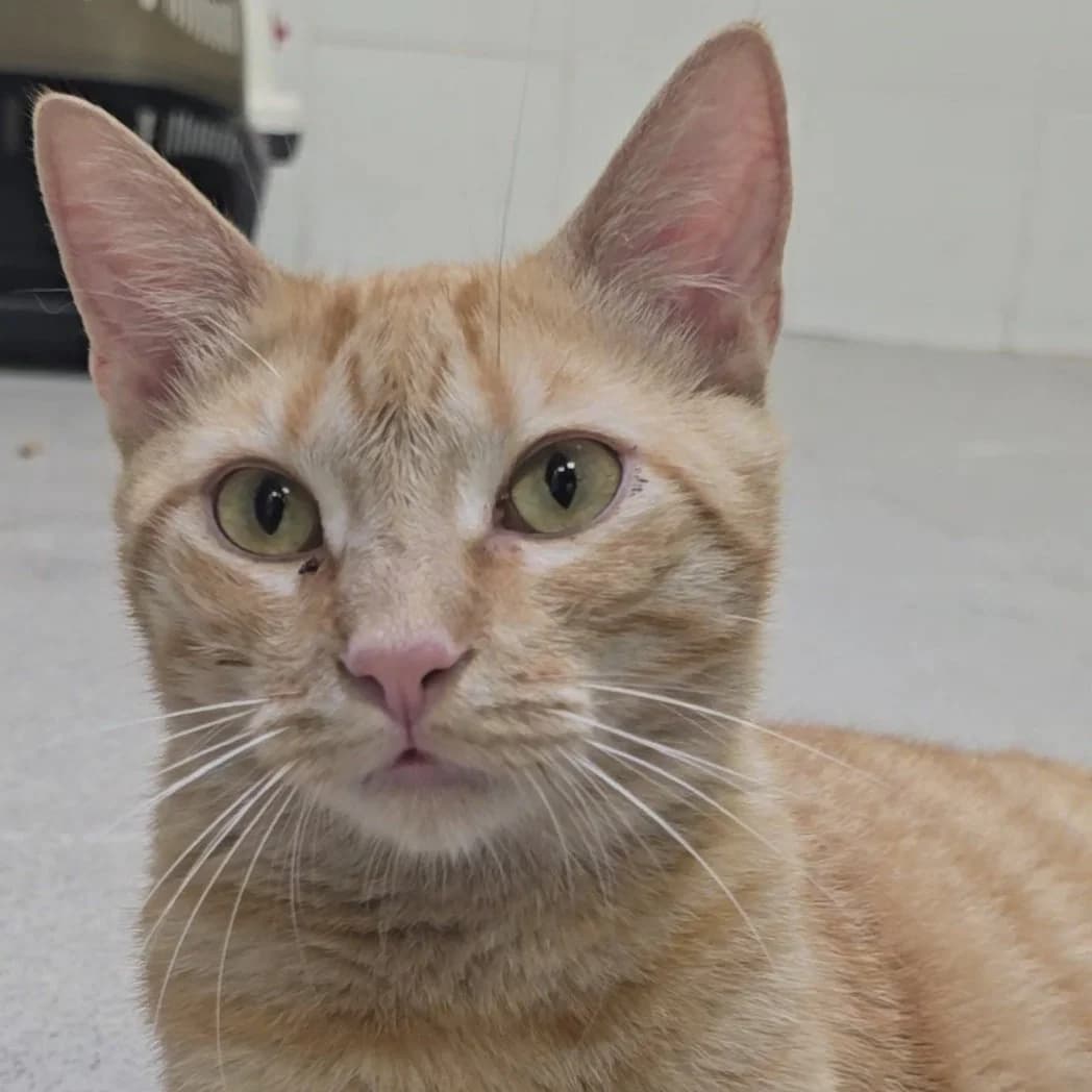 Weasly, European Shorthair for adoption at Centro de Proteccion Animal de Madrid, Madrid