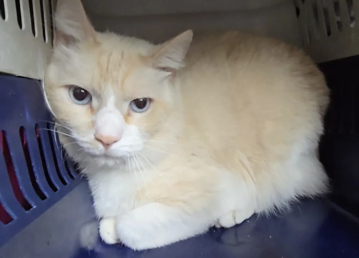 Bailey, male puppy European Shorthair for adoption at Centro de Proteccion Animal de Madrid, Madrid