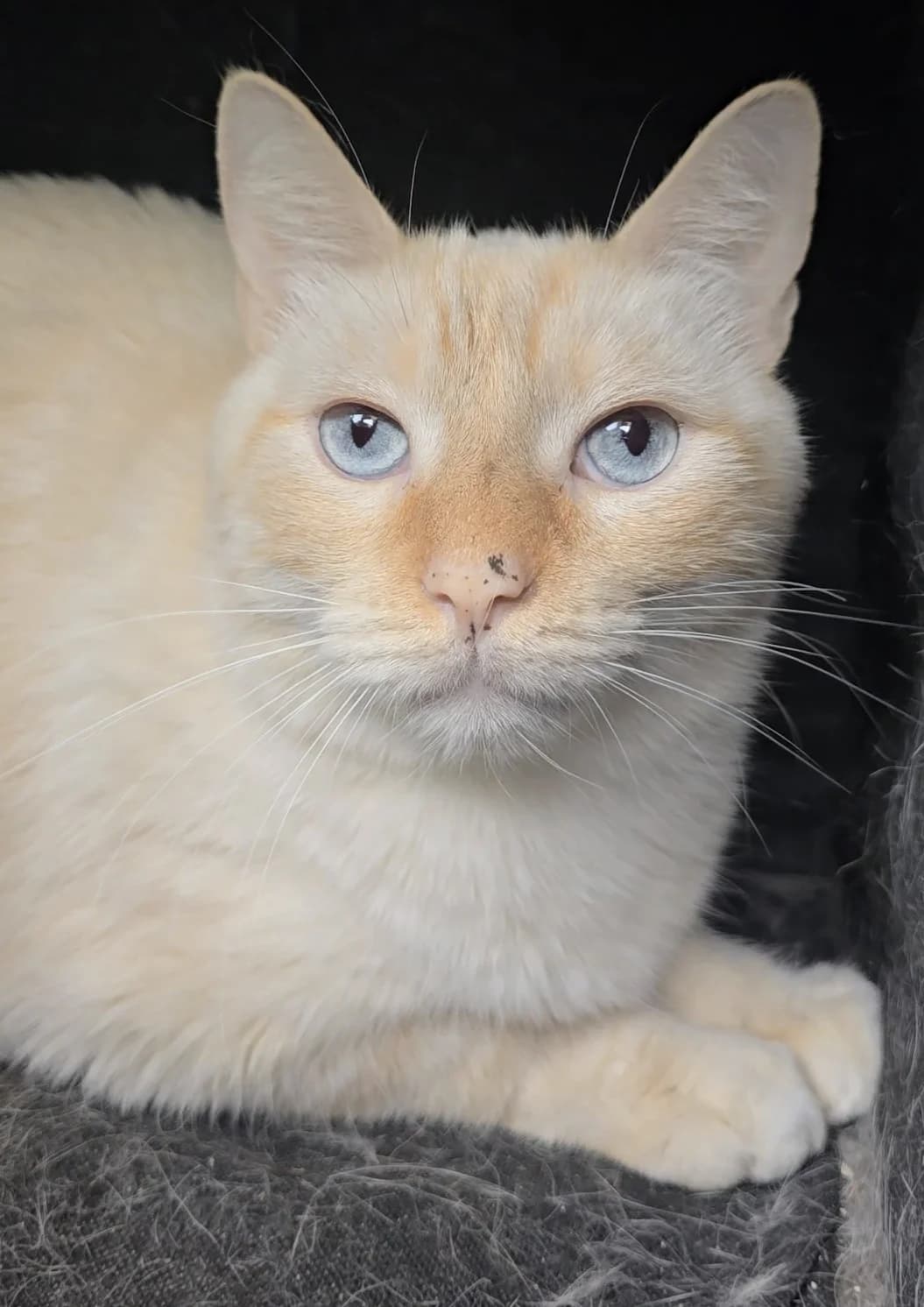 Turrón, male 5yo European Shorthair for adoption at Centro de Proteccion Animal de Madrid, Madrid
