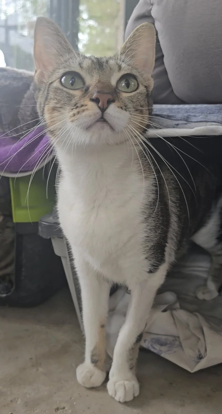 Zelda, female young European Shorthair for adoption at Centro de Proteccion Animal de Madrid, Madrid