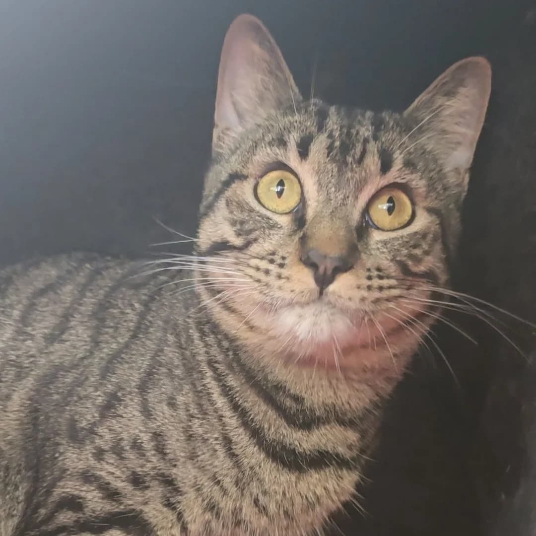 Asgar, European Shorthair for adoption at Centro de Proteccion Animal de Madrid, Madrid