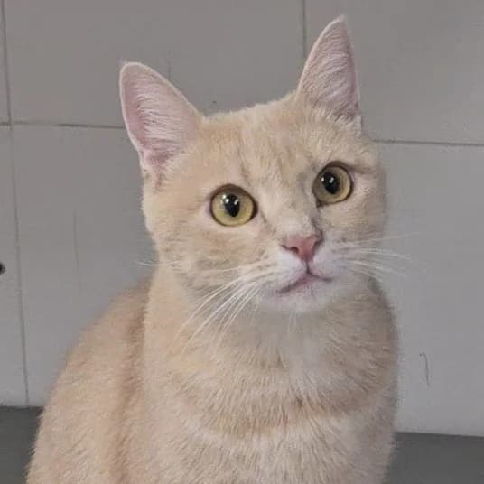 Amira, European Shorthair for adoption at Centro de Proteccion Animal de Madrid, Madrid