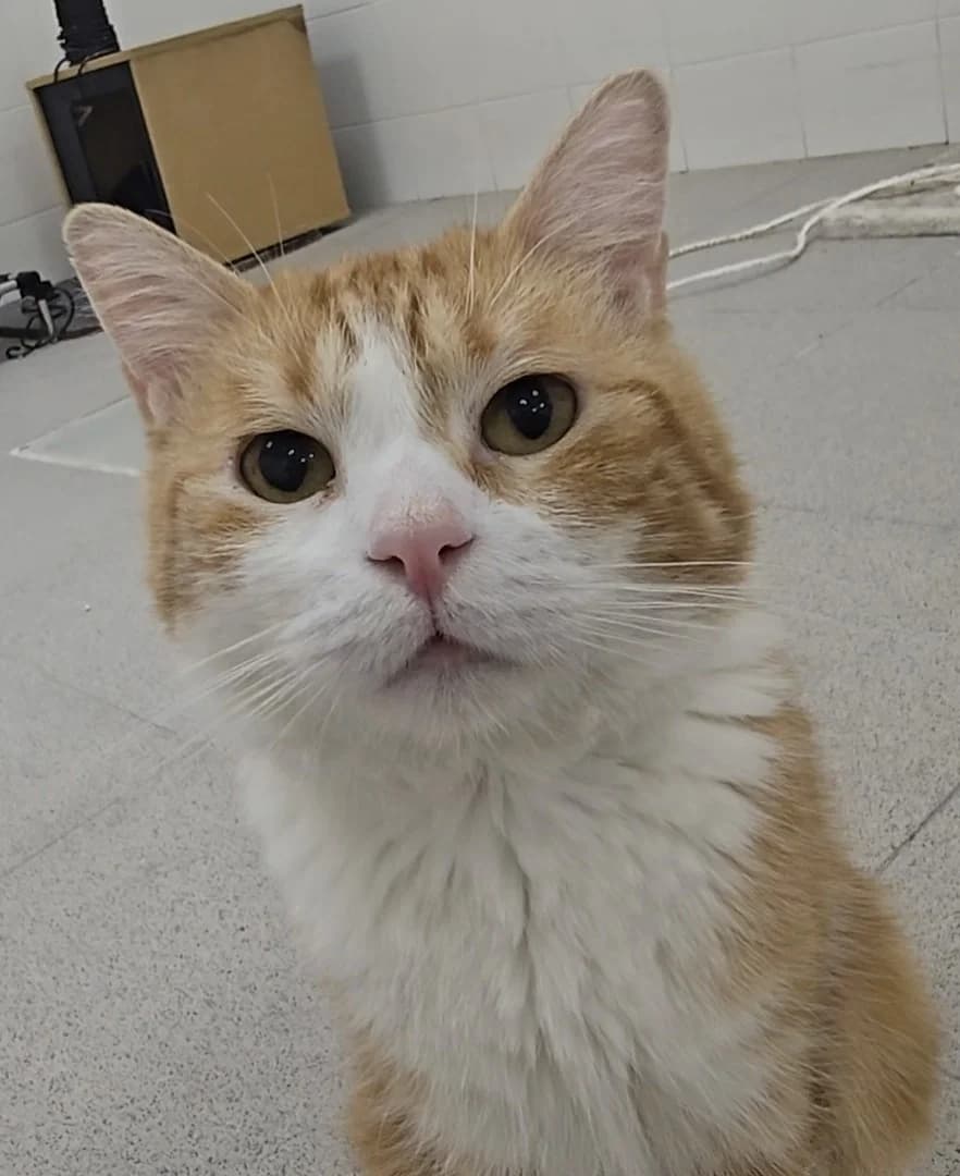 Cheddar, male 5yo European Shorthair for adoption at Centro de Proteccion Animal de Madrid, Madrid