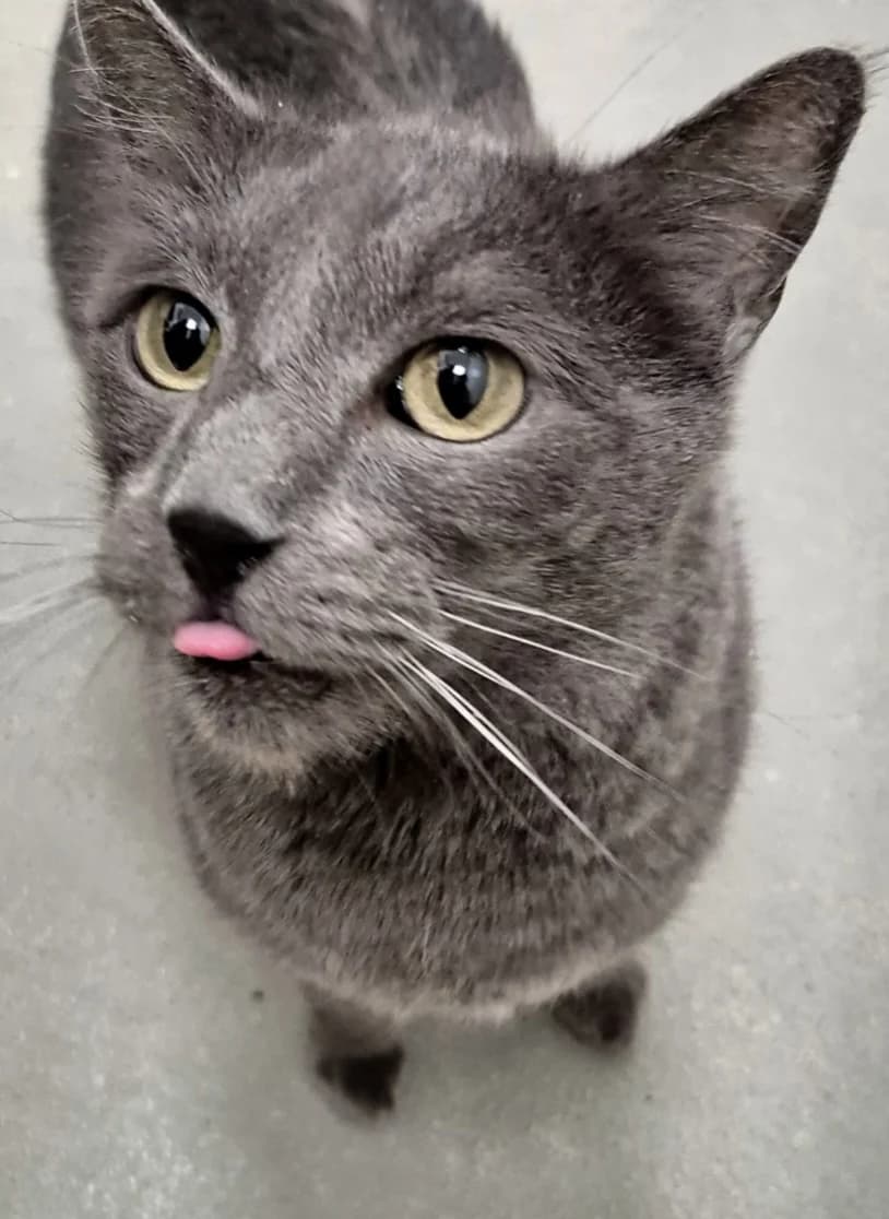 Dimitri, 7yo Russian Blue for adoption at Centro de Proteccion Animal de Madrid, Madrid