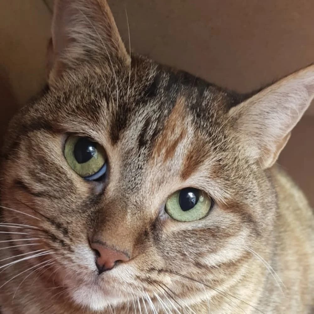 Cersei, European Shorthair for adoption at Centro de Proteccion Animal de Madrid, Madrid