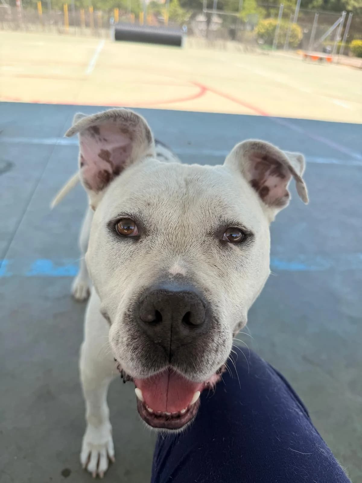 Diego, Pit Bull Terrier for adoption at Centro de Proteccion Animal de Madrid, Madrid