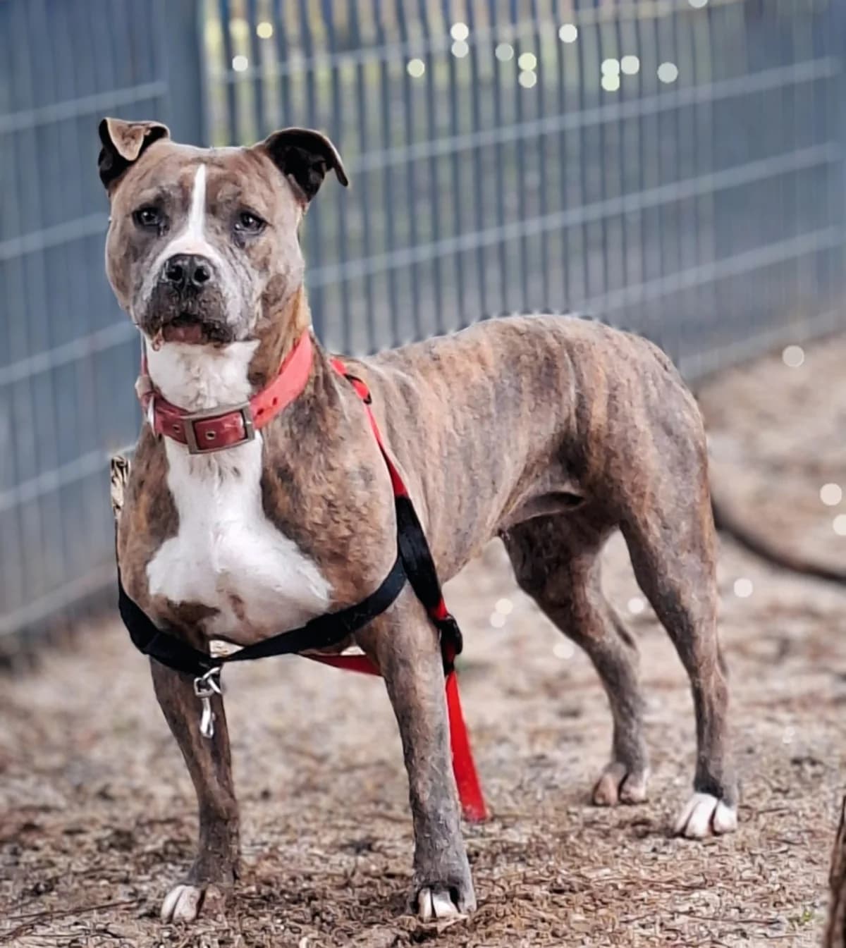 Púa, American Staffordshire Terrier for adoption at Centro de Proteccion Animal de Madrid, Madrid