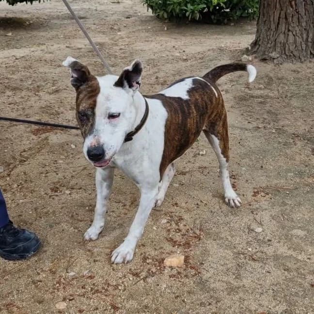 Duna, Pit Bull Terrier for adoption at Centro de Proteccion Animal de Madrid, Madrid
