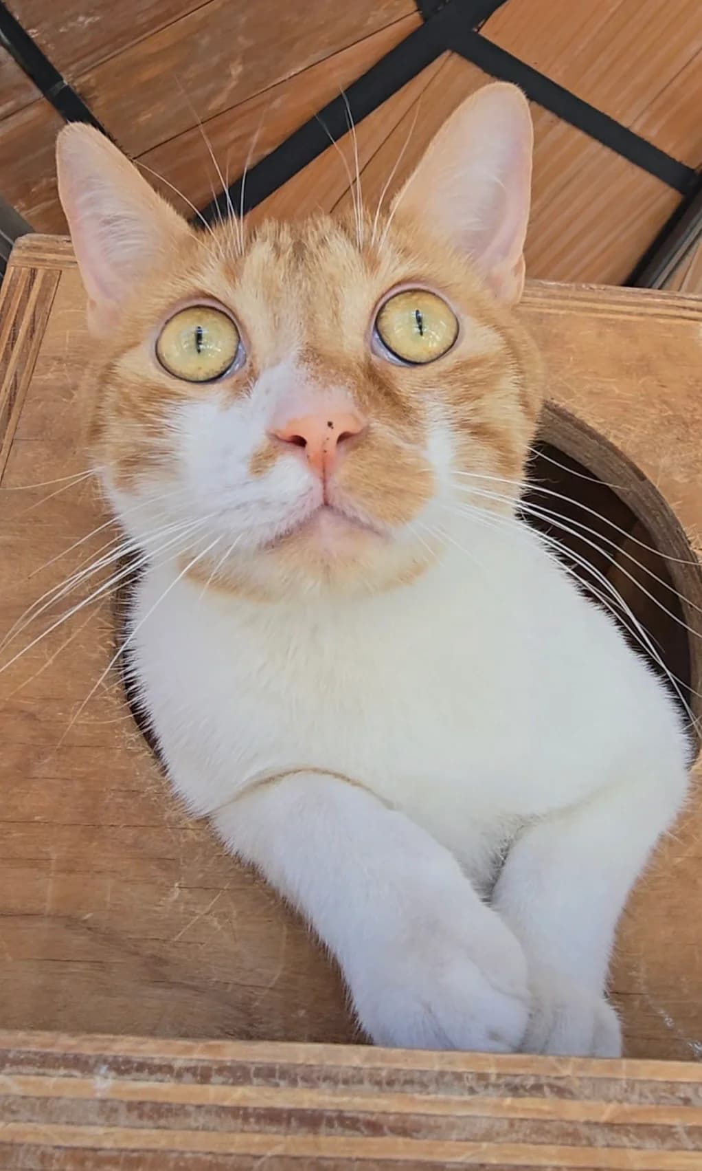 Fanta, 5yo European Shorthair for adoption at Centro de Proteccion Animal de Madrid, Madrid