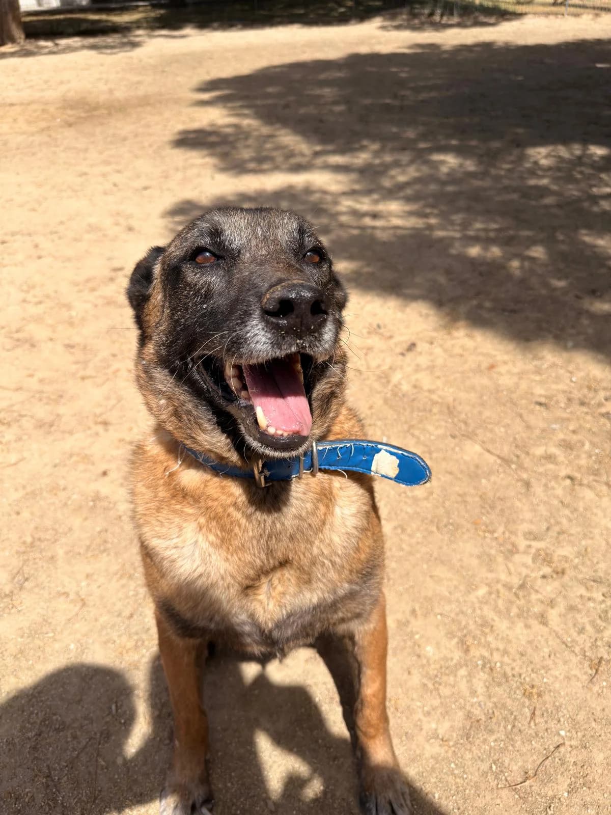 Fox, Mixed Breed for adoption at Centro de Proteccion Animal de Madrid, Madrid