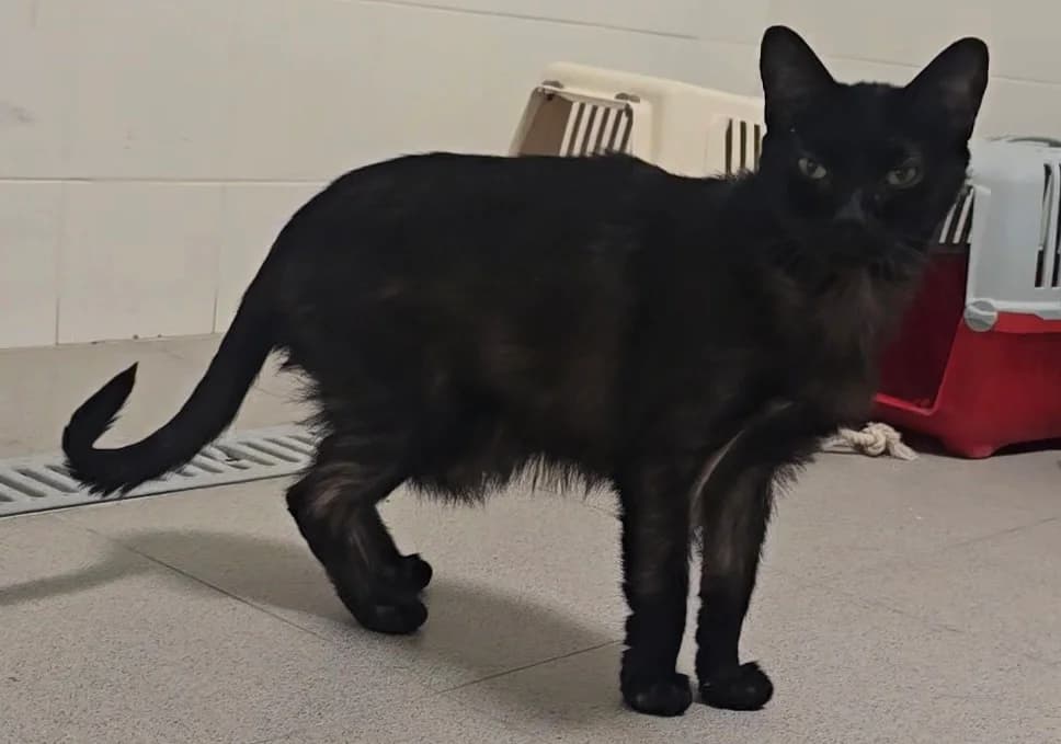 Isidro, male puppy European Shorthair for adoption at Centro de Proteccion Animal de Madrid, Madrid
