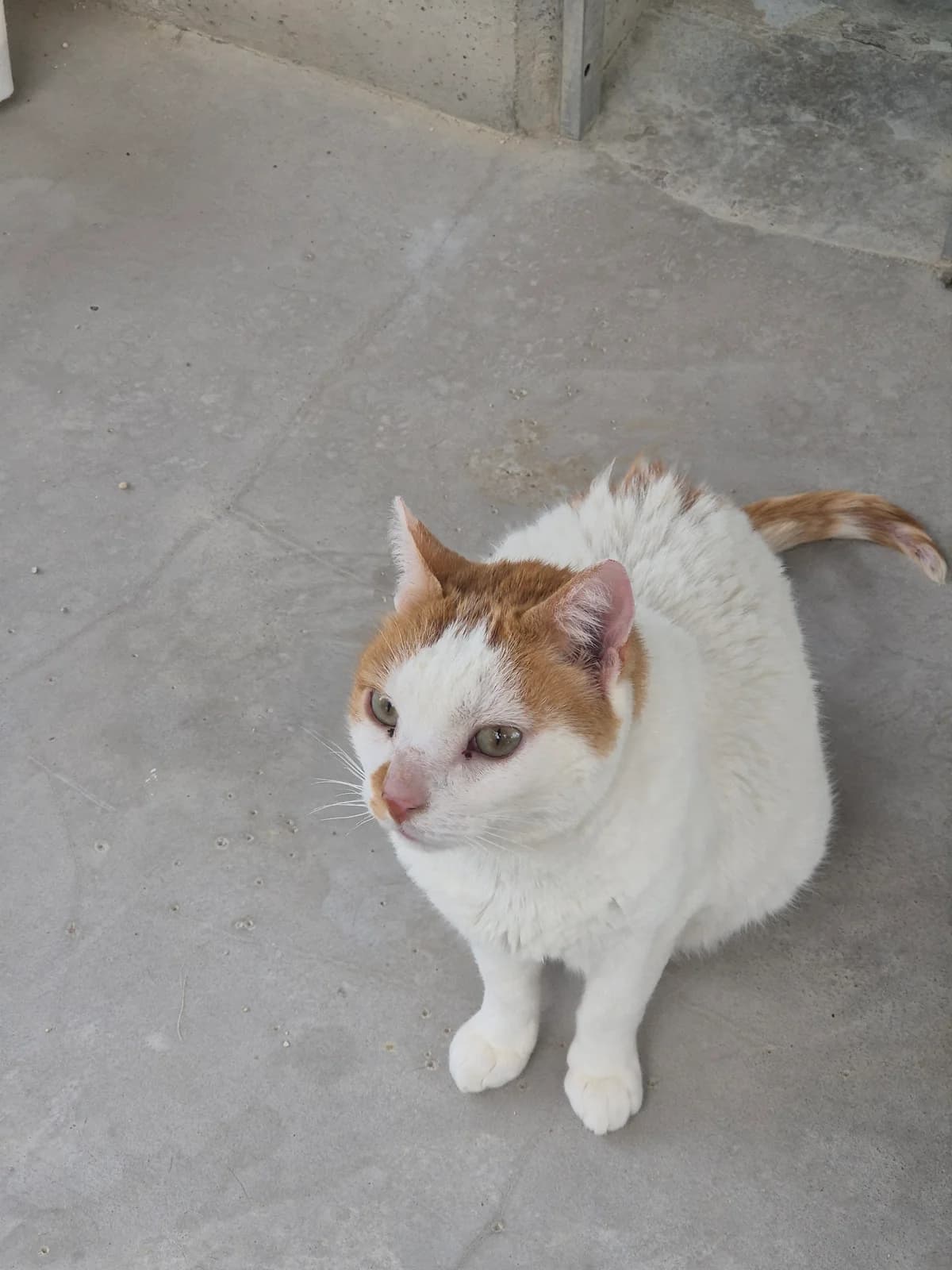 Patricio, male puppy European Shorthair for adoption at Centro de Proteccion Animal de Madrid, Madrid
