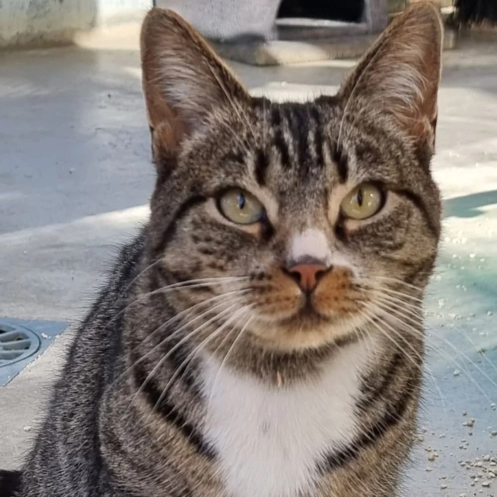Brenda, European Shorthair for adoption at Centro de Proteccion Animal de Madrid, Madrid